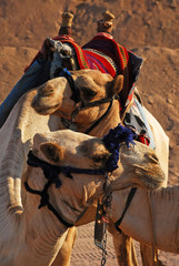 Camel Safari on the desert, Sharm El Sheikh, Egypt.