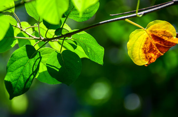 Nature view of green leaf in the garden background