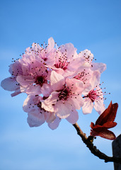 Foto scattata a Tassarolo ad un albero in fiore.