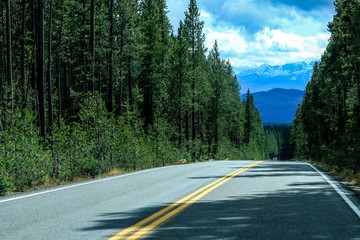 Naklejka premium Road way in the Forest of Yellowstone National Park, USA