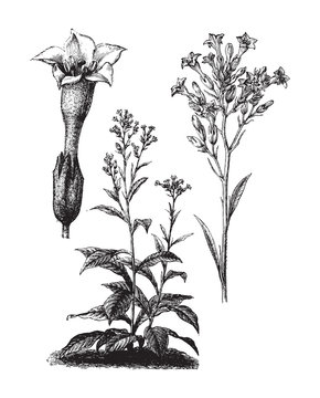 Tobacco plant (Nicotiana tabacum)/ vintage illustration from Brockhaus Konversations-Lexikon 1908