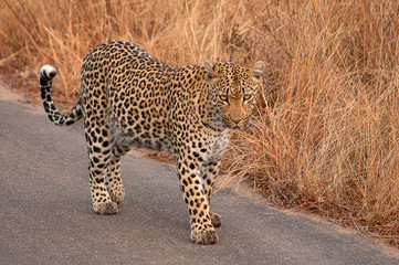 Leopard, Panthera pardus, Kruger National Park, South Africa