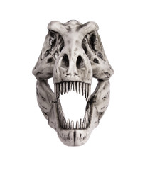 Dinosaur skull isolated on white background
