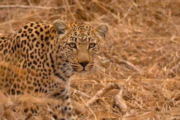 Fototapeta na wymiar Leopard, Panthera pardus, Kruger National Park, South Africa