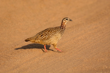 Crested Francolin, Dendroperdix sephaena, Kruger National Park, South Africa