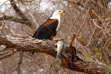 African fish eagle, Haliaeetus vocifer, Kruger National Park, South Africa