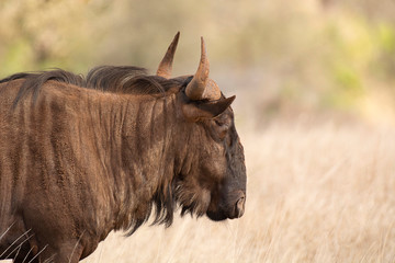 Wildebeest, Connochaetes taurinus or blue wildebeest, Kruger National Park, South Africa
