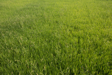 Green rice plants in the fields Refreshing nature Texture concept and green background