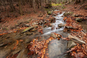 A wild mountains stream flowing down the hill among rocks and red fallen leaves in the autumn
