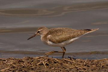 Common sandpiper, Actitis hypoleucos, Kruger National Park, South Africa