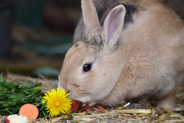 kleines kaninchen frisst eine gelbe löwenzahnblüte