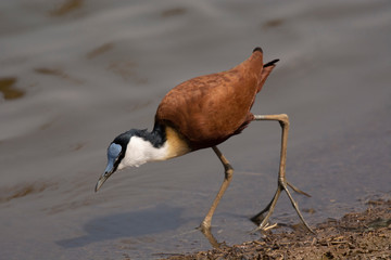 The African jacana, Actophilornis africanus at Kruger National Park, South Africa