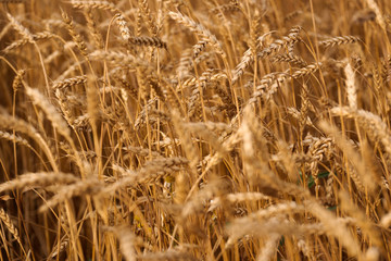 Fototapeta premium backdrop of ripening ears of yellow wheat field on the sunset cloudy orange sky background. Close up nature photo. 
