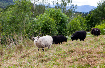 sheep within a mob turn to check out the photographer