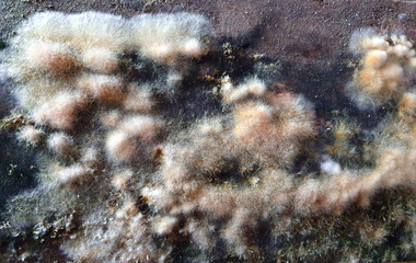 Large colonies of mold fungi. Microworld, mold in various manifestations on old wooden boards. Great background