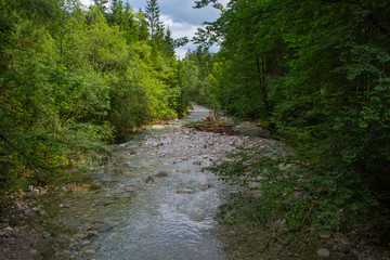 Peaceful stream flowing through forest