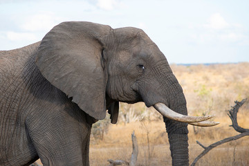 Obraz premium African elephant, Loxodonta africana Kruger National Park, South Africa