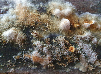 Large colonies of mold fungi. Microworld, mold in various manifestations on old wooden boards. Great background