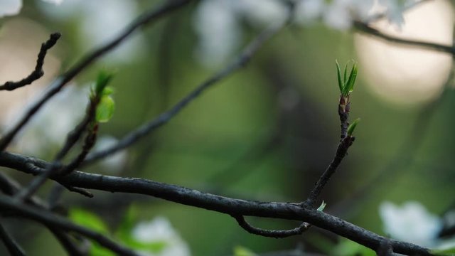 4k Spring seasonal background of fresh sprouting on the tree branch in the woods