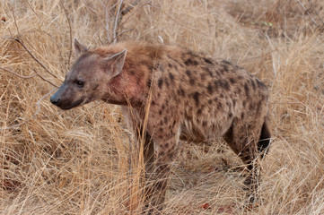 Hyena,  Crocuta crocuta, Kruger National Park, South Africa