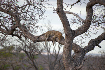 Fototapeta na wymiar Leopard Panthera pardus, Kruger National Park, South Africa