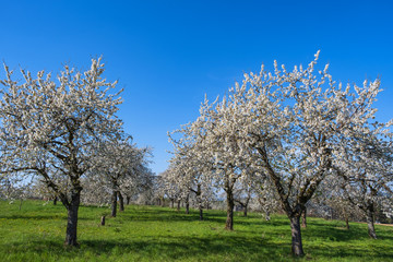 Fototapeta premium Kirschblüte in der Fränkischen Schweiz/Deutschland