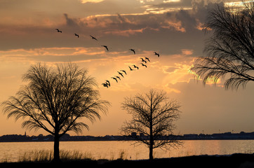 scenic panorama at sunset with migrating birds