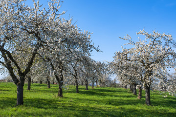 Obraz premium Kirschblüte in der Fränkischen Schweiz/Deutschland