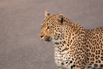 Leopard Panthera pardus, Kruger National Park, South Africa