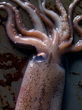 calamari close up eye