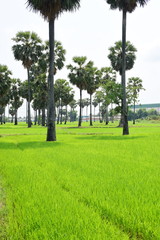 Palm trees and green rice fields with a blue sky background, palm trees or palm trees