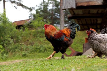 rooster with red comb and flock of chikens grazing on the ground of village courtyard in summer sunny day