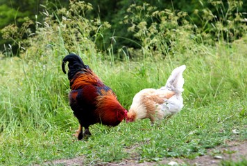 rooster with red comb and flock of chikens grazing on the ground of village courtyard in summer sunny day