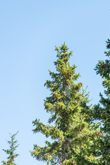 Fototapeta premium Beautiful evergreen pine trees, under clear sky