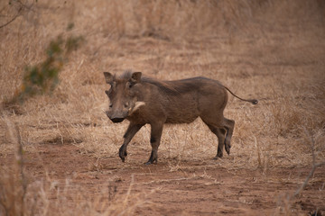 Warthog, Phacochoerus africanus at Kruger National Park, South Africa