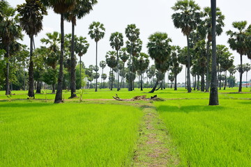 Palm trees and green rice fields with a blue sky background, palm trees or palm trees