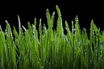 Fototapeta na wymiar Dew grass
