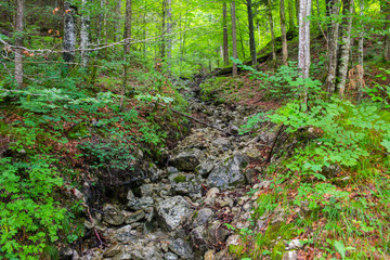 Mountain forest brooks rocky bottom, tranquil scenery, relax and meditation