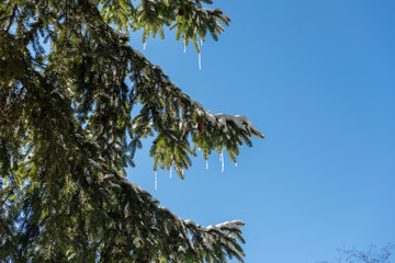 Beautiful evergreen pine trees,  under clear sky