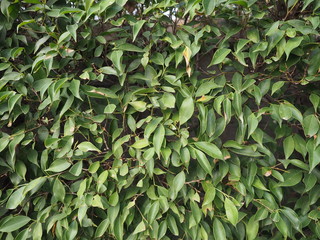 Green leaves background.Natural textured wall for design.