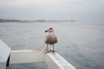 seagull on the beach