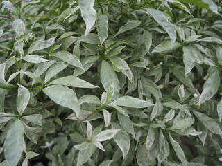 Fototapeta premium Green leaves background.Natural textured wall for design.