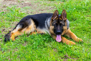 German shepherd puppy in the grass