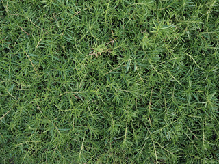 Green leaves background.Natural textured wall for design.