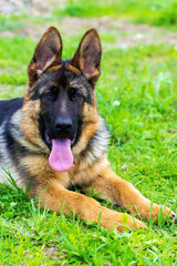 German shepherd puppy in the grass