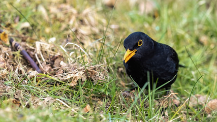 Blackbird foraging for food in wild grass