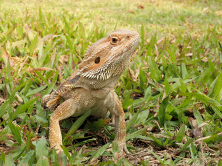 Bearded Dragon in the garden.