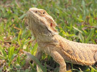 Bearded Dragon in the garden.