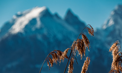 Beautiful winter wonderland with reed plants in the foreground and the Hochkalter summit in the...