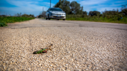 Lizard Crached by Car in the middle of the street in Spring